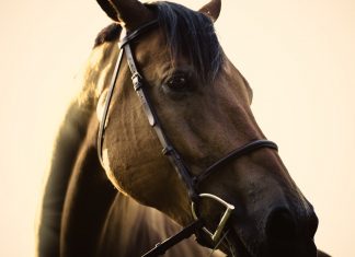 4 Tips to Help Your Horse Beat the Summer Heat