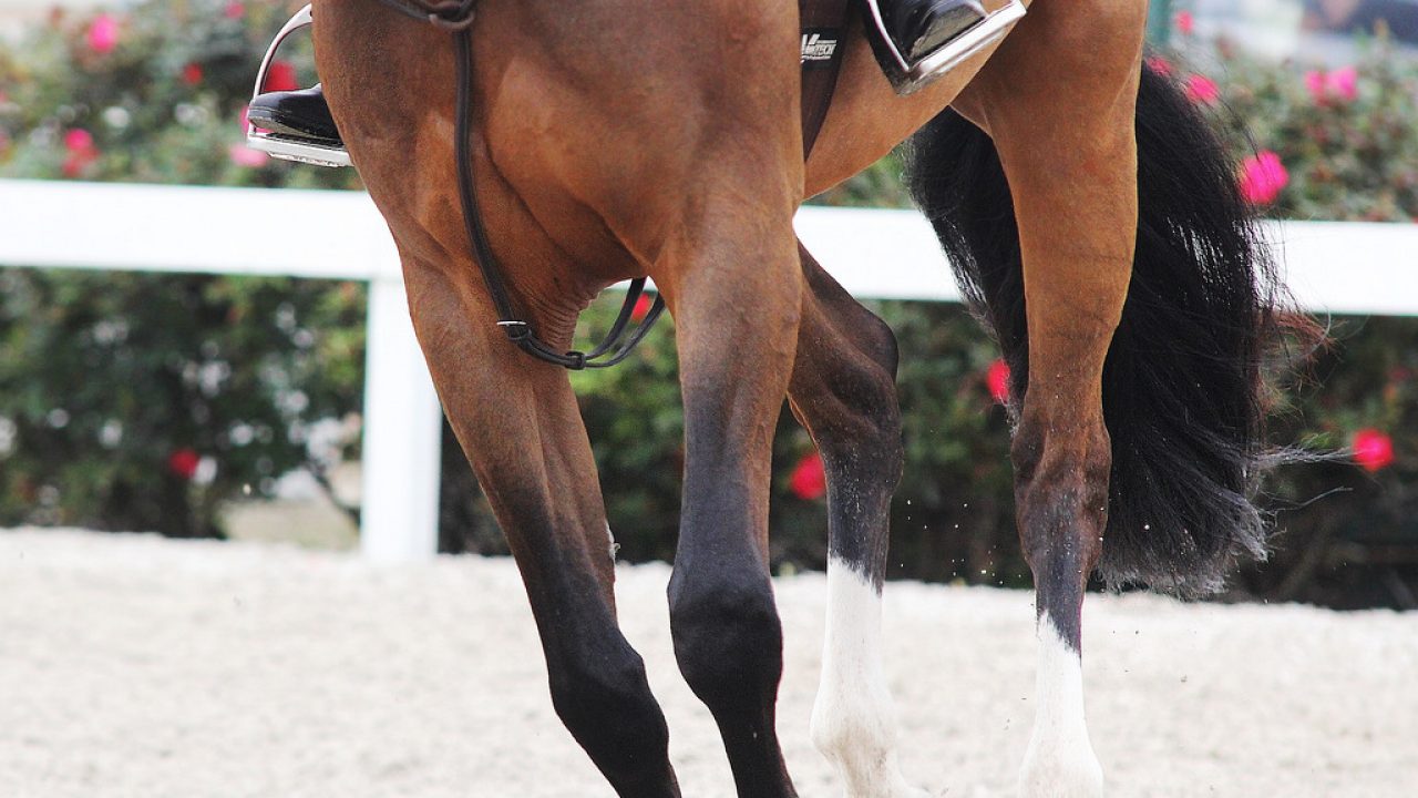 Judges Scott Hofstetter and Bill Talbert Answer The Questions You've Been  Wondering About Hunters and Equitation - The Plaid Horse Magazine