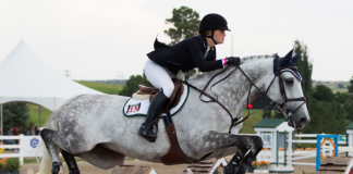 What in the World is a Horse Bonnet?