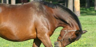 Understanding Allergies: Causes, Treatment and Advice for Horse Allergies