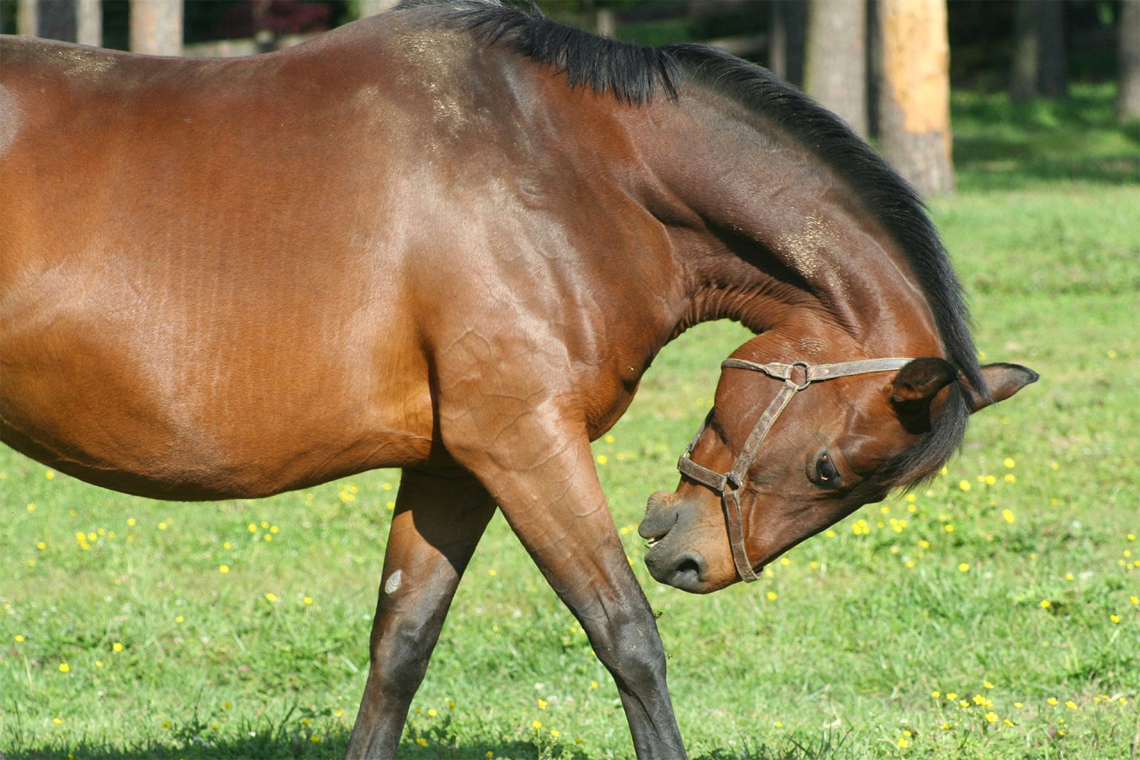 Understanding Allergies Causes, Treatment and Advice for Horse