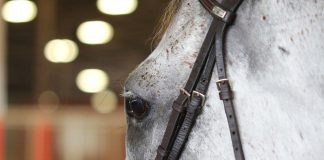 That Time I Had a Temper Tantrum at the Horse Show as a Full Grown Adult