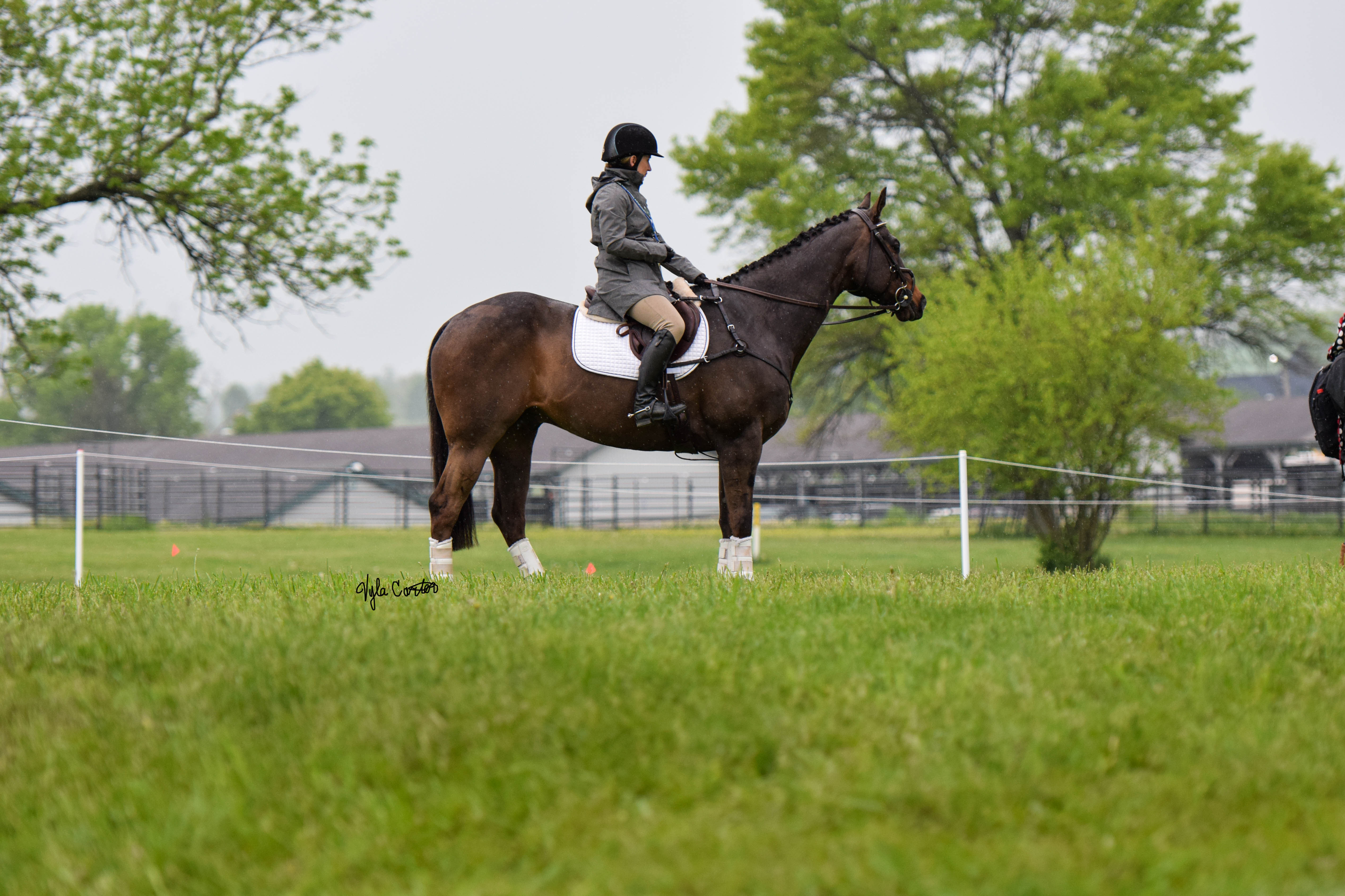 Natural horsemanship equipment picture