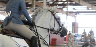 The Battles We Face for the Horses We Love