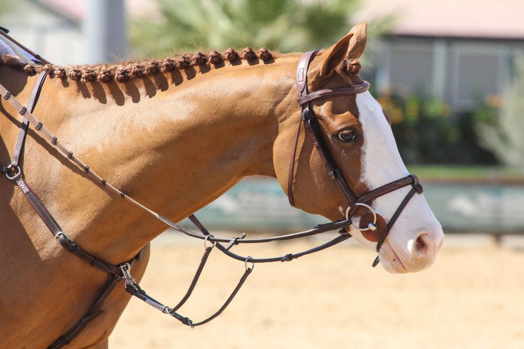 How To Change Your Horse's Name on USEF The Plaid Horse Magazine