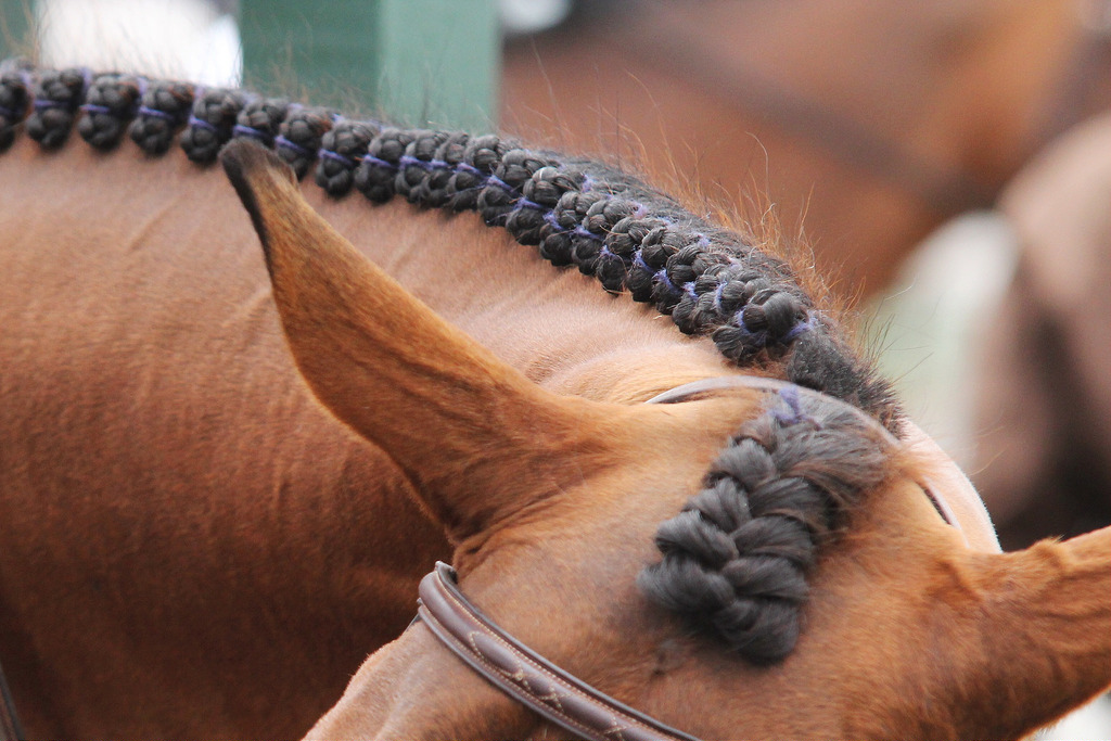 23 Perfect Braid Photos That Will Make Your Type A Horse Show Heart