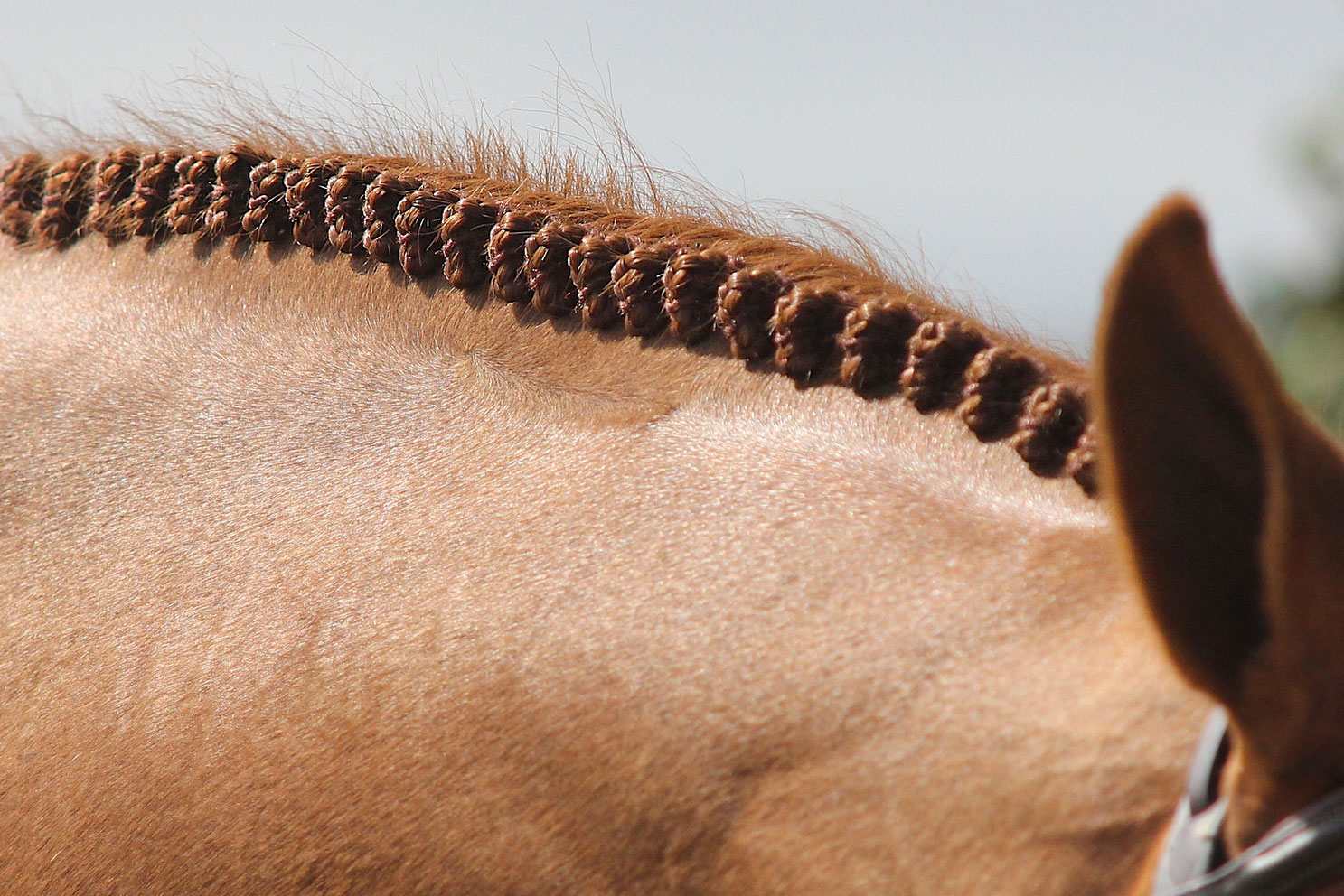 23 Perfect Braid Photos That Will Make Your Type A Horse Show Heart