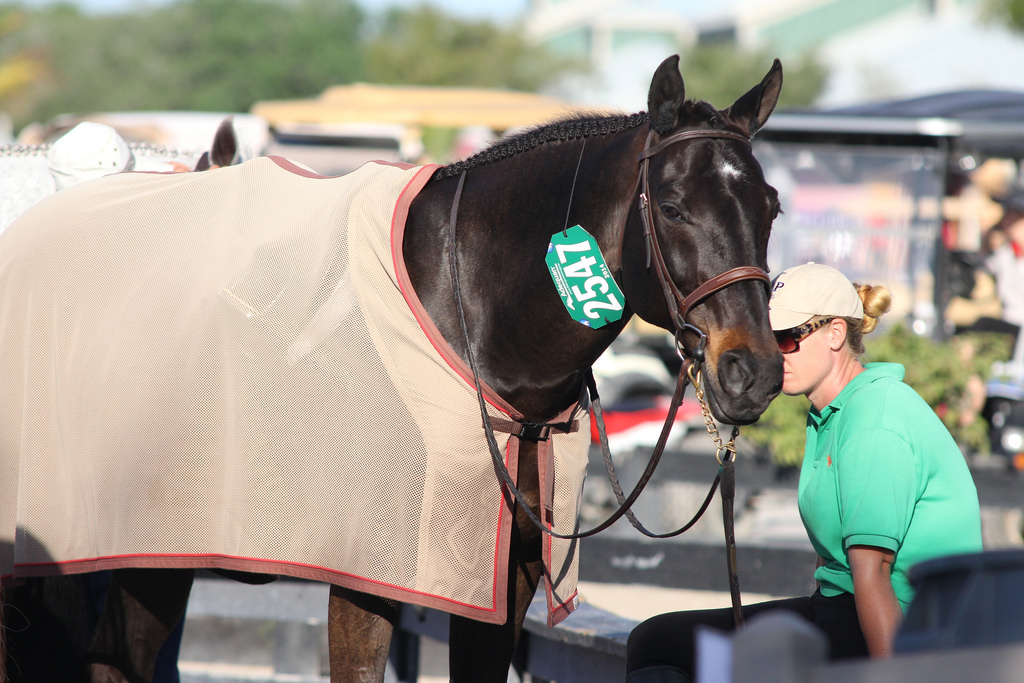 The Ethics of Employment in the Horse Industry The Plaid Horse Magazine