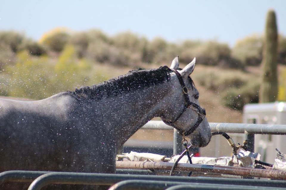 5 Things To Do At The Barn When It’s Too Hot To Ride The Plaid Horse