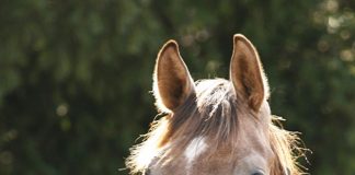 ViaGen Can Make Cloning a Reality in Your Barn