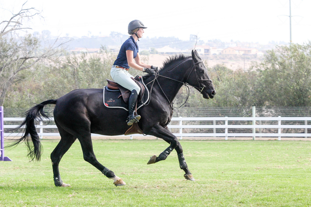 4 Tips for Writing About Horses The Plaid Horse Magazine