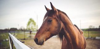 USEF Announces New Therapeutic Use Exemption (TUE) Status for Pergolide Administration