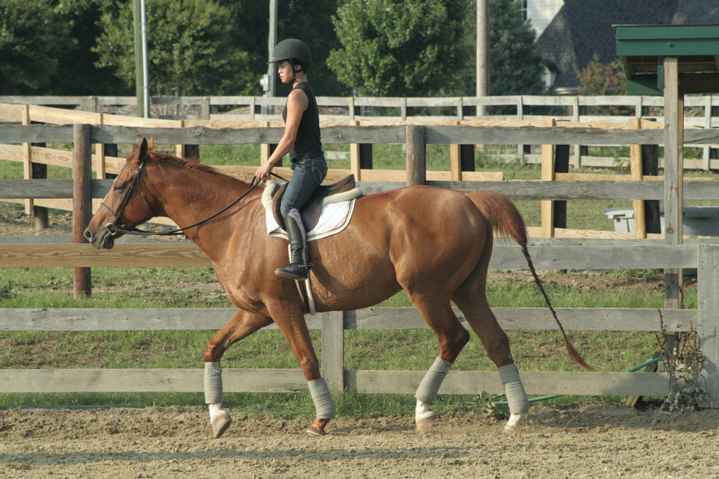 Tips to Survive No Stirrup November The Plaid Horse Magazine