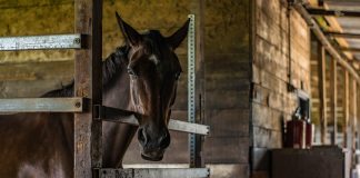 Why Good Help Is Hard to Find: A Barn Manager’s Perspective