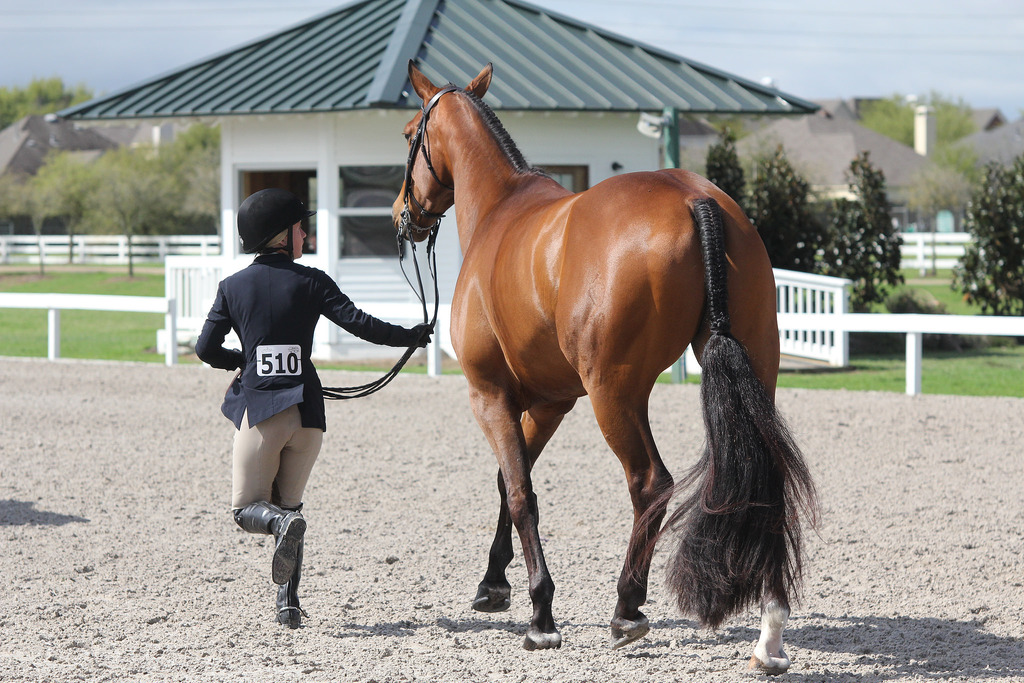 What is USEF SafeSport Training? And Why Do We Need It? The Plaid