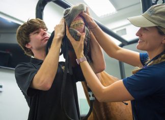 Vaccinate, Disinfect, Repeat: What Horse Owners Need to Know About Biosecurity in 2025