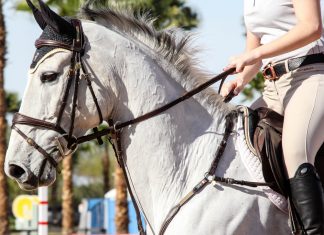 American Made: Is Importing Sport Horses the Answer?
