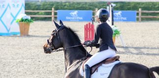 The Plight of the American Show Horse Breeder