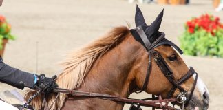 Game Face: Grand Prix Horses to the First Fence of the Jump Off
