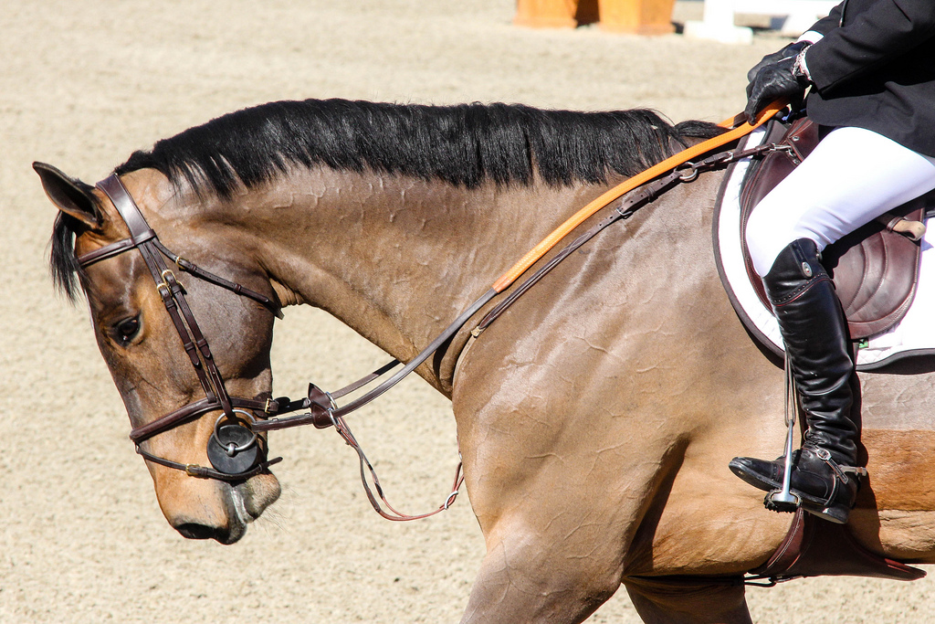 A Quick Guide to Logistics and Costs With Importing a Horse The Plaid Horse Magazine