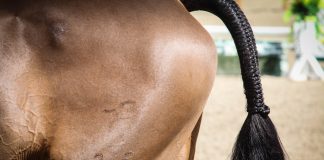 A Quick Guide to Logistics and Costs With Importing a Horse