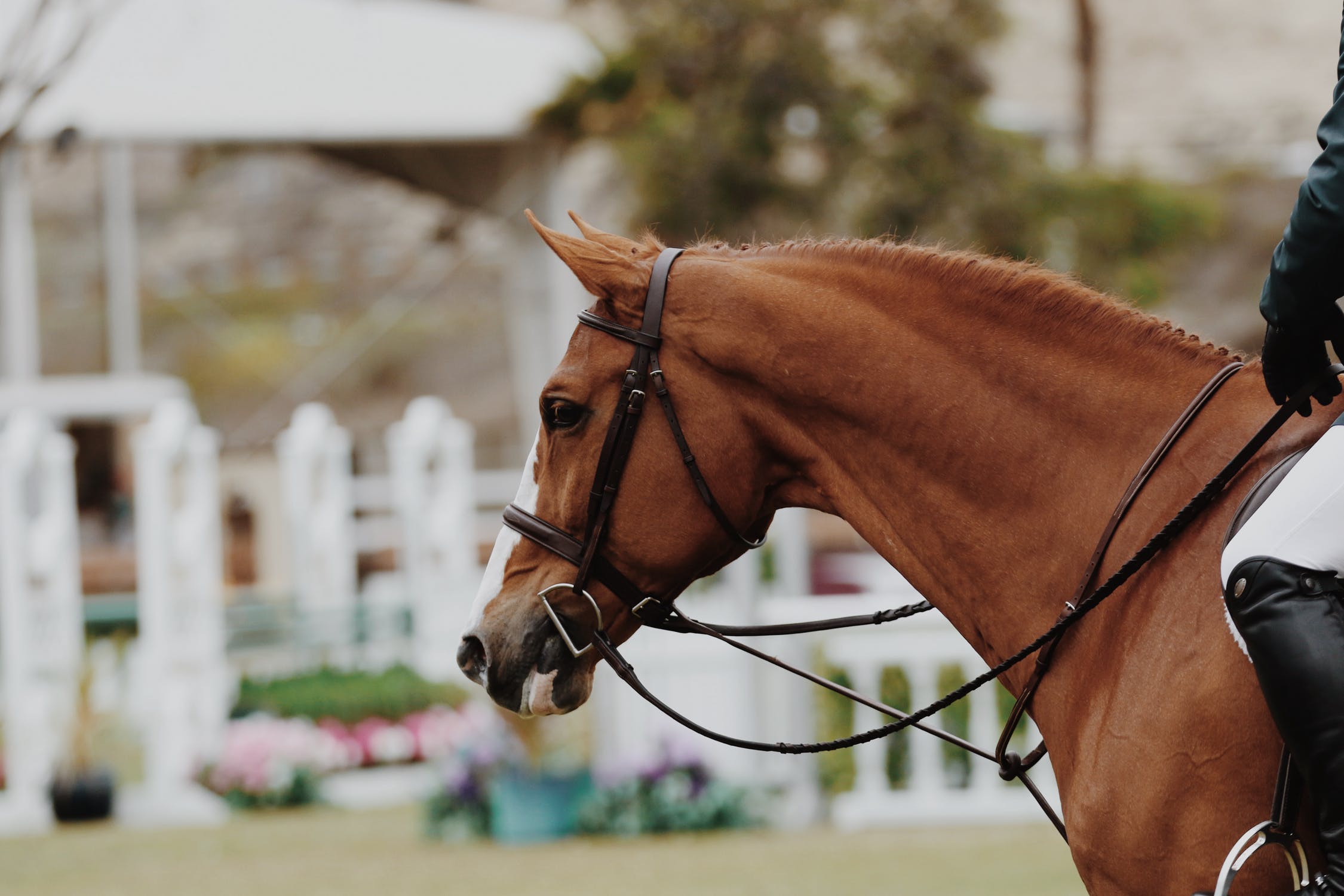 Becoming a Licensed Official: Two Sides of a Coin - The Plaid Horse Magazine