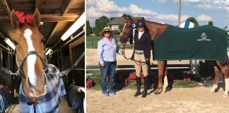 The Perfect Horse for the Working Adult Amateur Who “Didn’t Want a Thoroughbred”