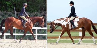 Hunter Under Saddle and Over Fences: Stock Horses vs Sporthorses