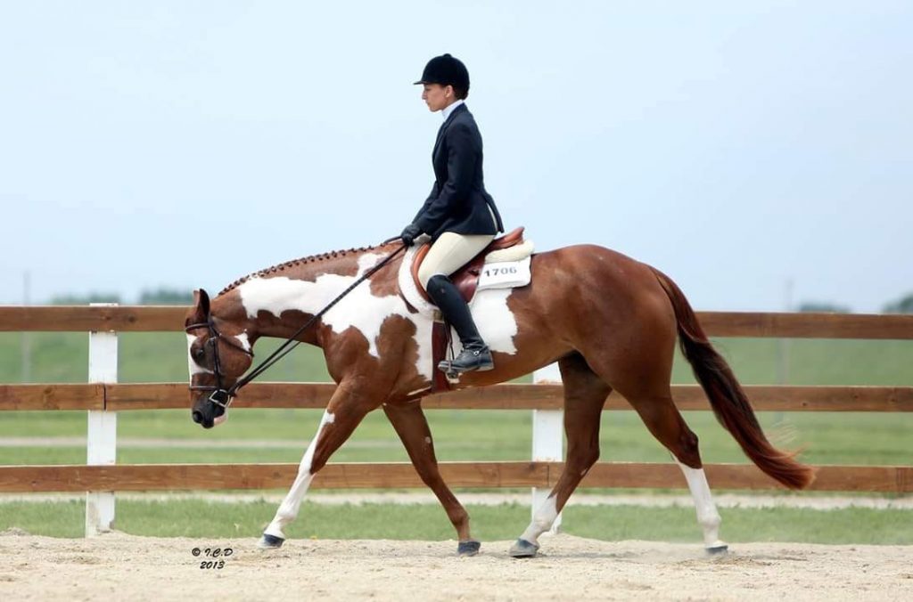 Hunter Under Saddle and Over Fences Stock Horses vs Sporthorses The