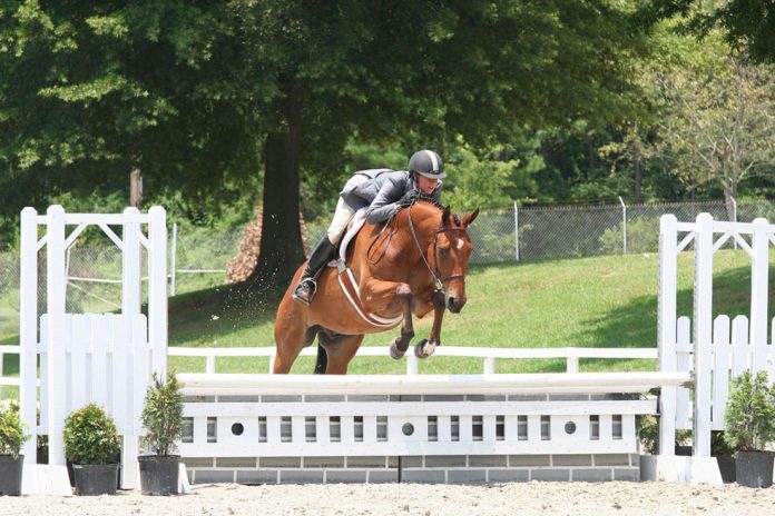 Hunter Under Saddle and Over Fences: Stock Horses vs Sporthorses - The ...