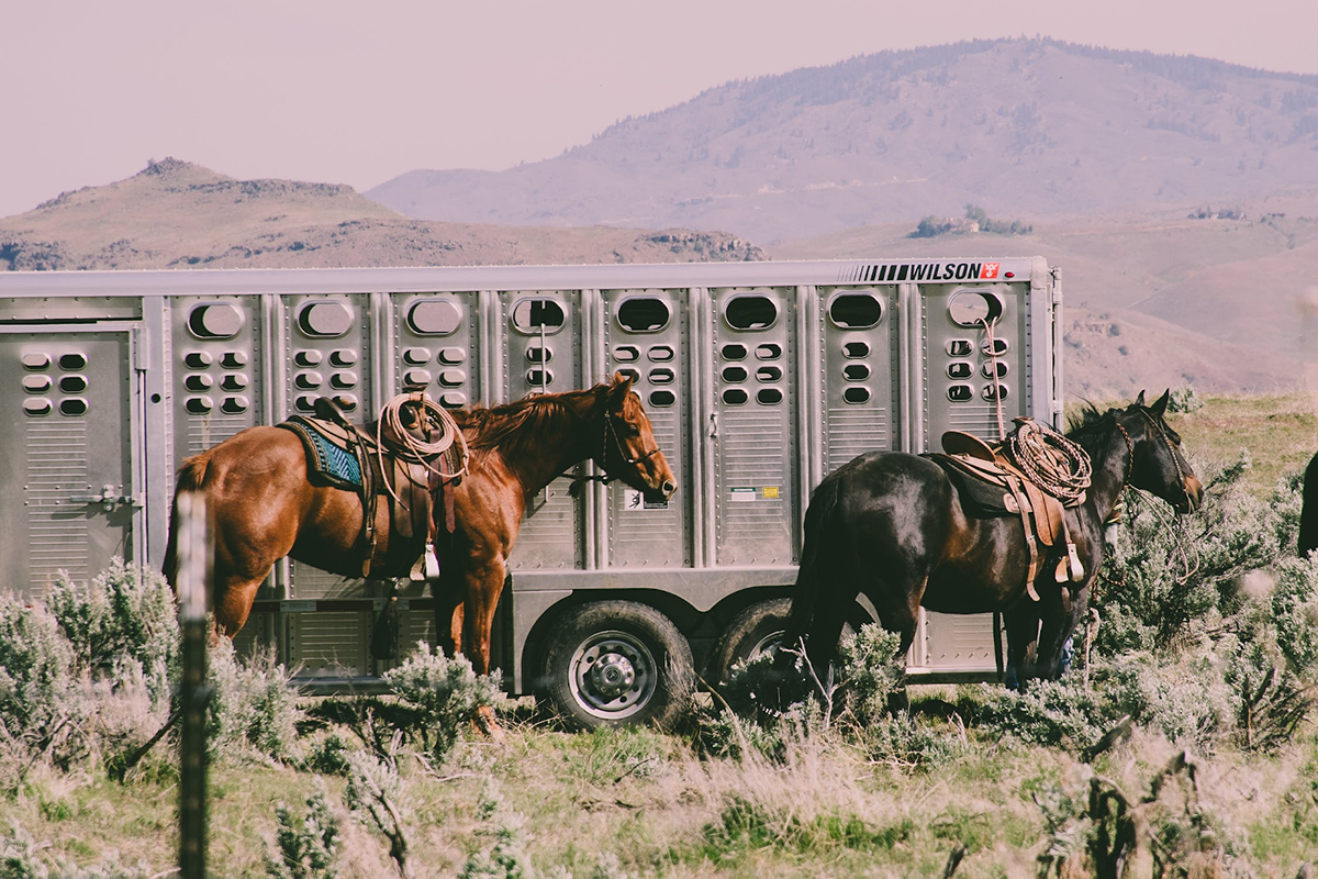 The Beginner's Guide to Loading a Horse Trailer The Plaid Horse Magazine