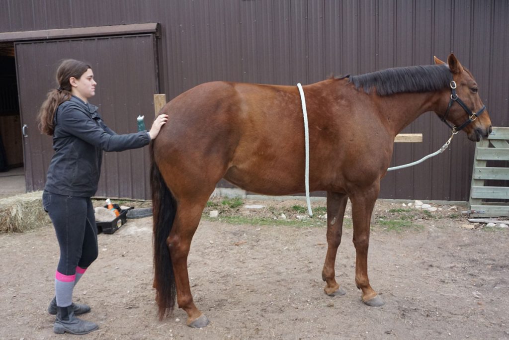 Exercises to Build Your Horse’s Topline The Plaid Horse Magazine