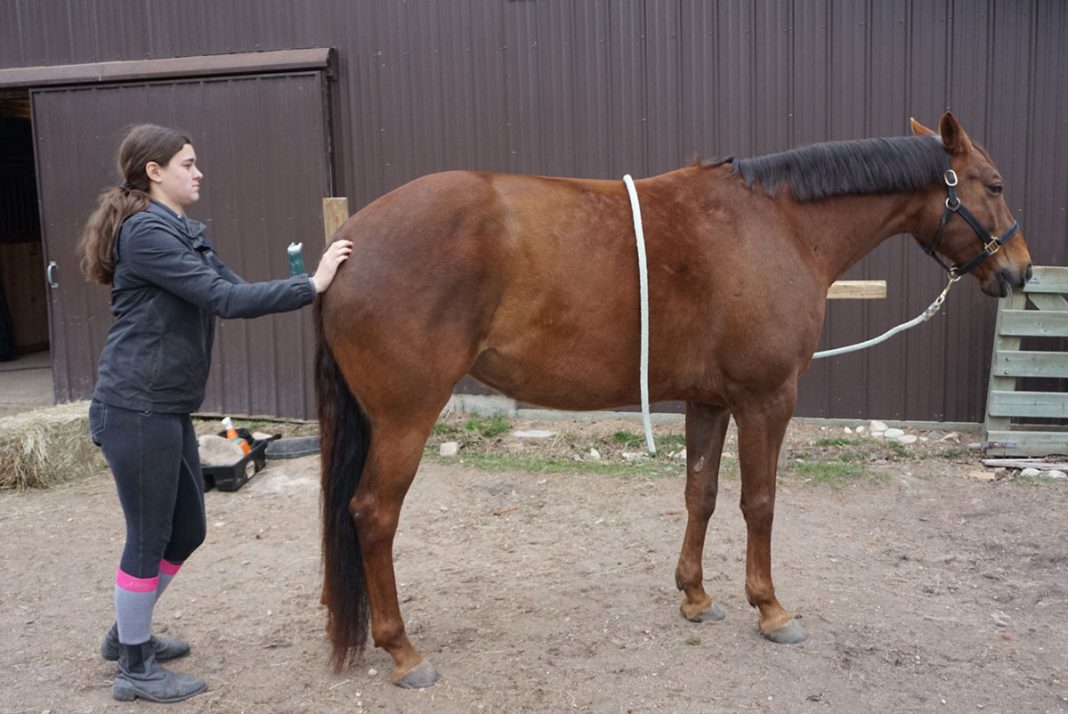 Exercises to Build Your Horse’s Topline The Plaid Horse Magazine