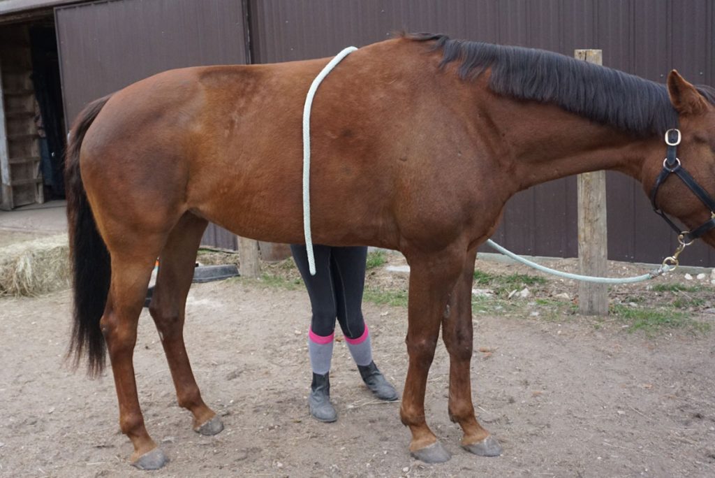 Exercises to Build Your Horse’s Topline The Plaid Horse Magazine