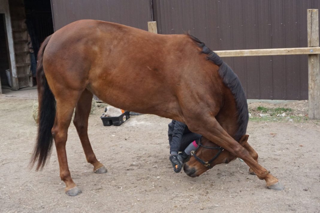 Exercises to Build Your Horse’s Topline The Plaid Horse Magazine