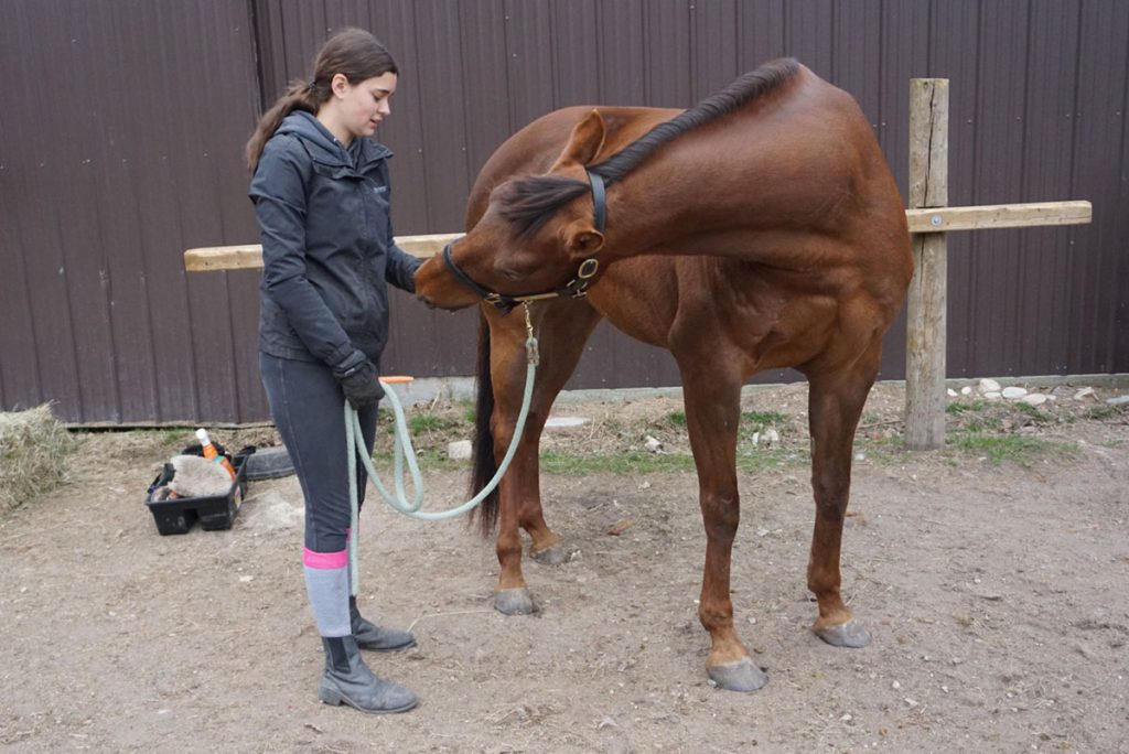 Exercises to Build Your Horse’s Topline The Plaid Horse Magazine