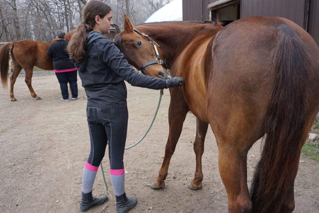 Exercises to Build Your Horse’s Topline The Plaid Horse Magazine
