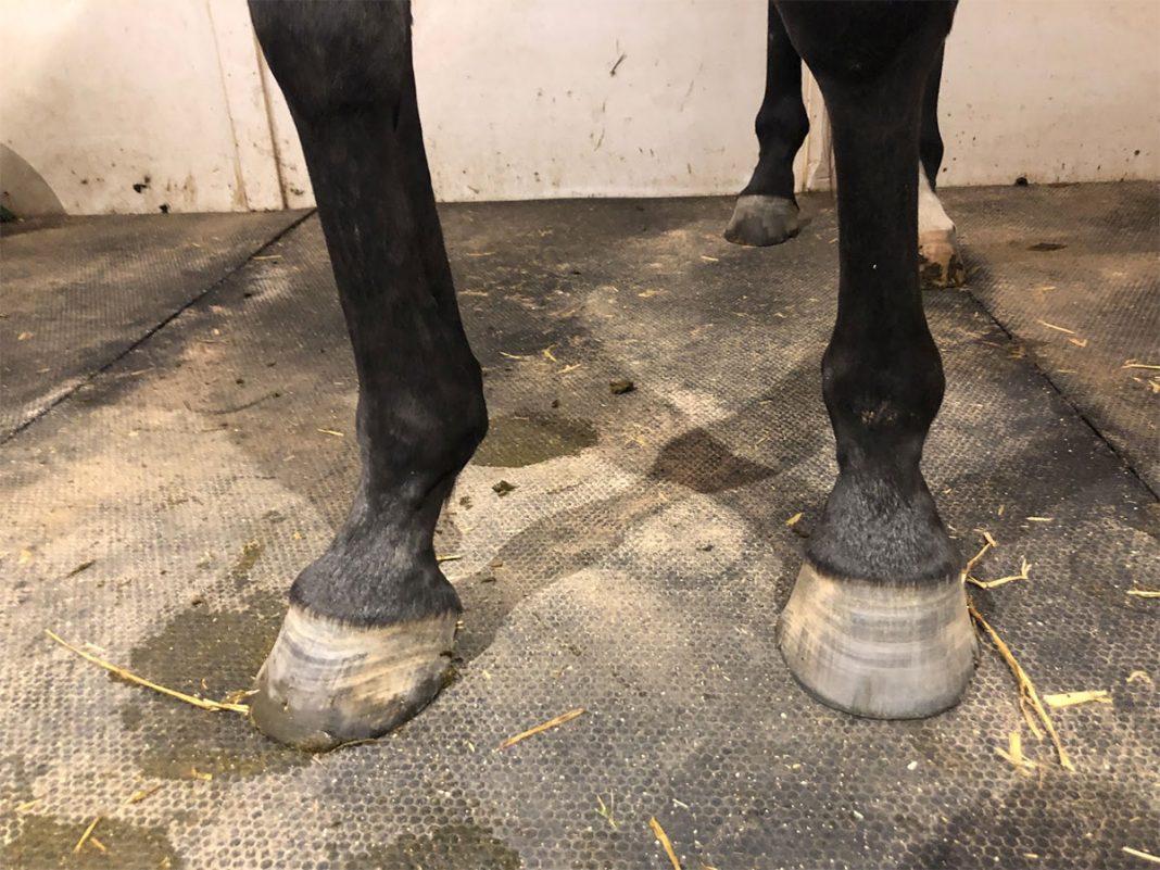 Hoof Care What Works The Plaid Horse Magazine