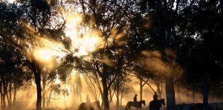 For Bill: A Man and His Horse