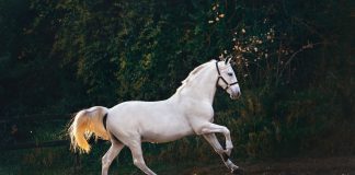 Trimming Tips: Making It Easy for You and Your Horse