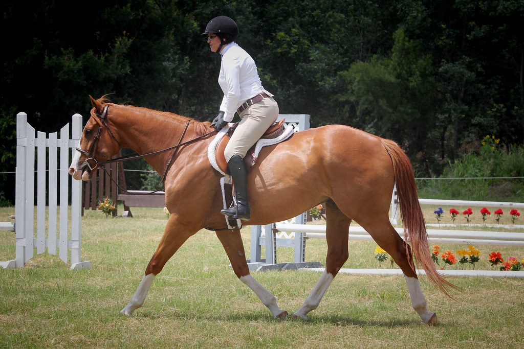 How to Get That Shiny Coat for Your Horse The Plaid Horse Magazine