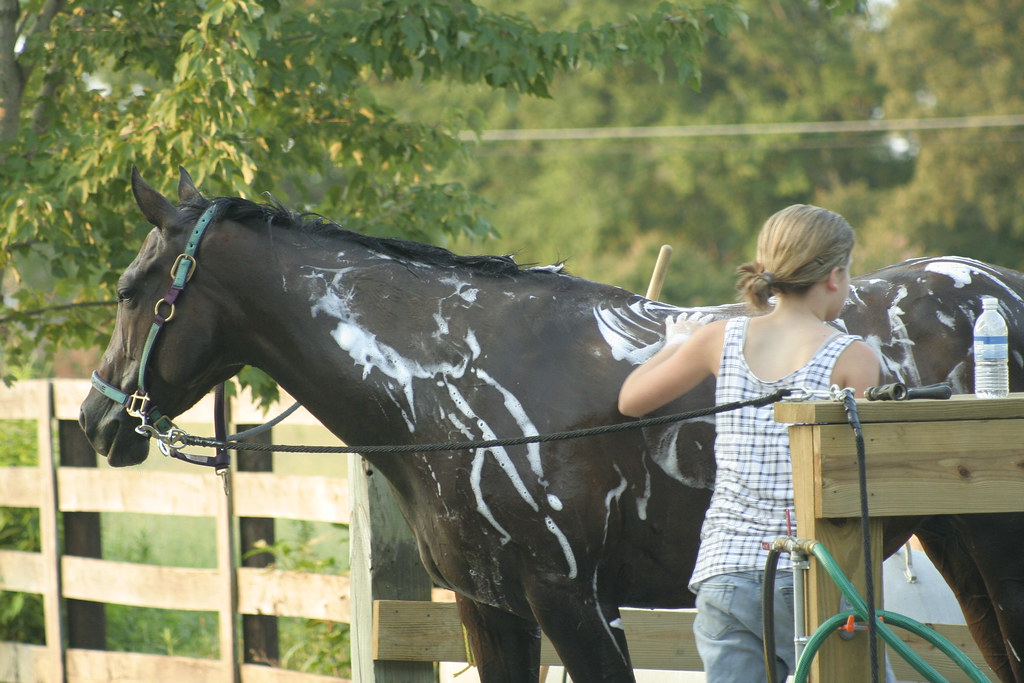 What to Do About Your Horse’s Summer Skin Issues - The Plaid Horse Magazine
