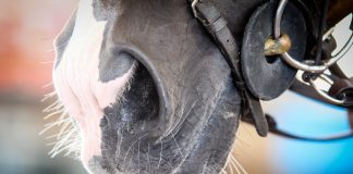 Should We Trim Horses’ Whiskers?