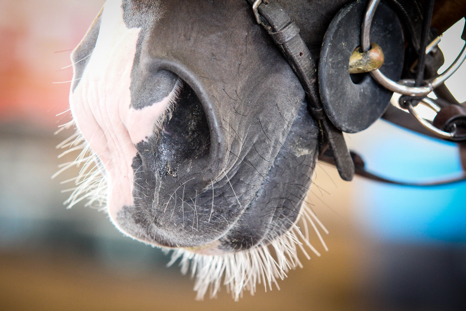 Should We Trim Horses' Whiskers? The Plaid Horse Magazine