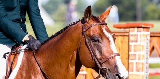 Keep the Fun in Horse Shopping