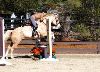 Equitation and the Ammy