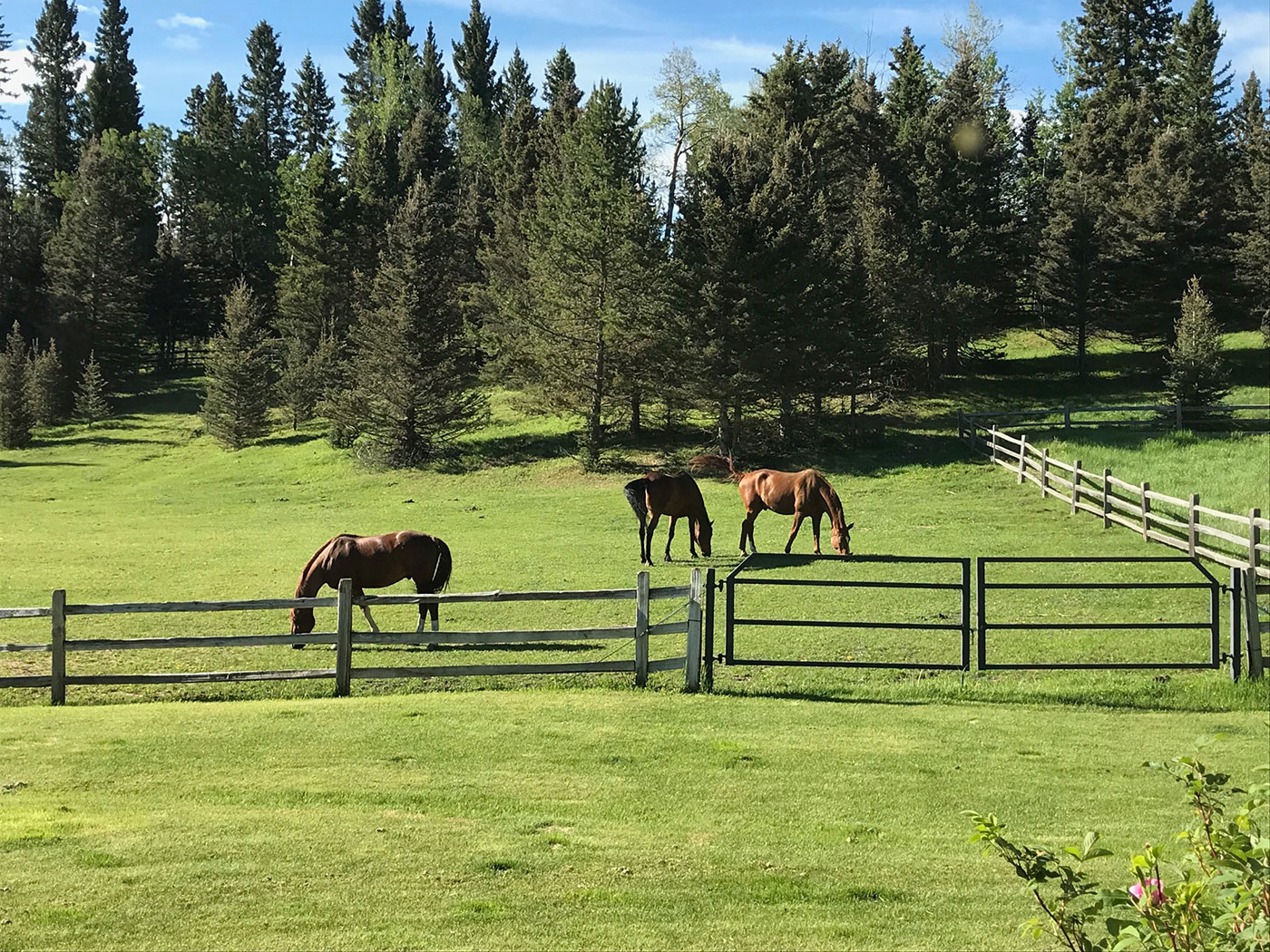 Why I Decided to Take Boarders on My Private Horse Farm The Plaid