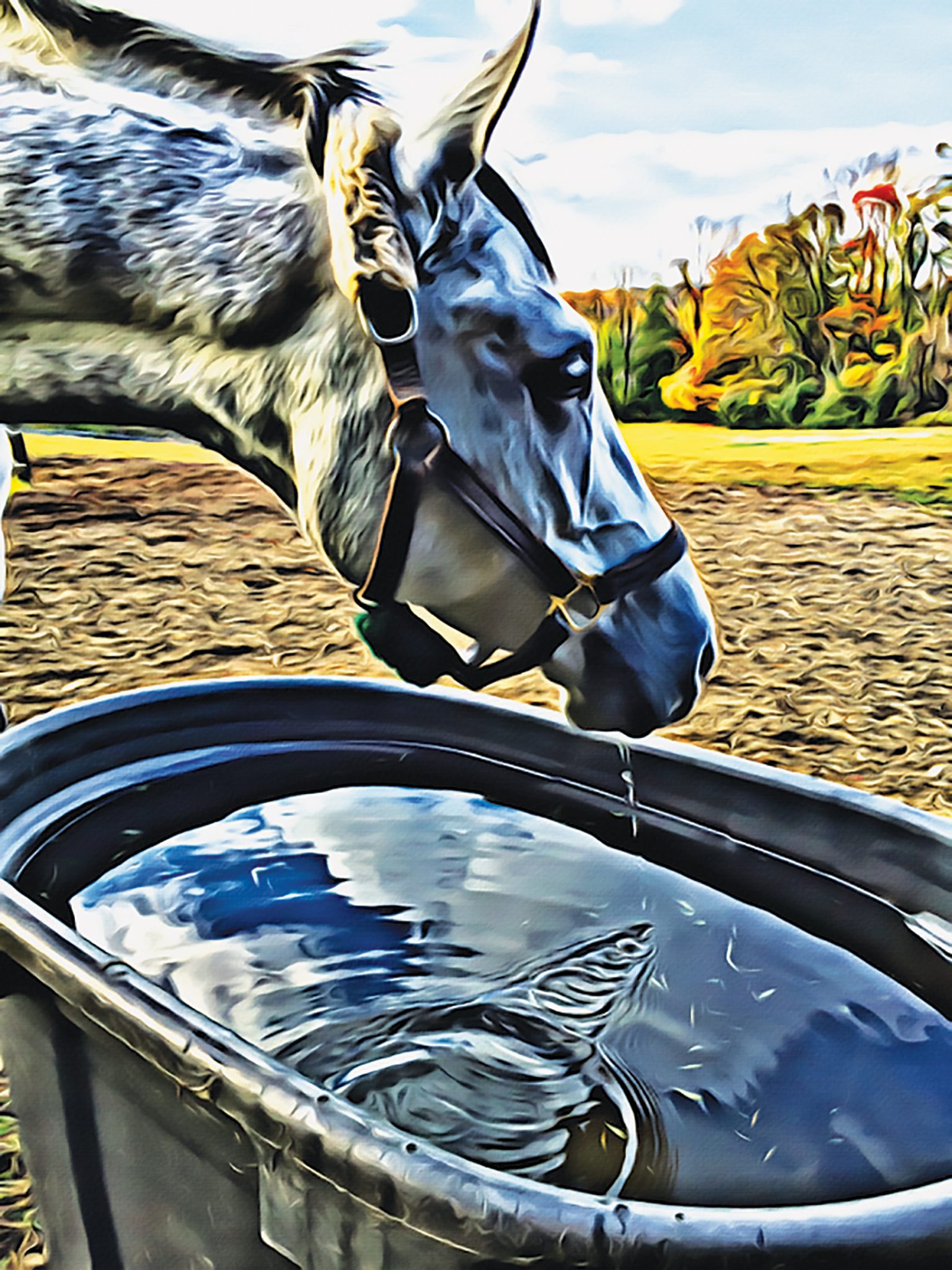 Helping Your Horse Survive the Heat A Guide to Electrolytes The