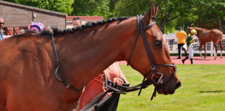 Helping Your Horse Survive the Heat: A Guide to Electrolytes
