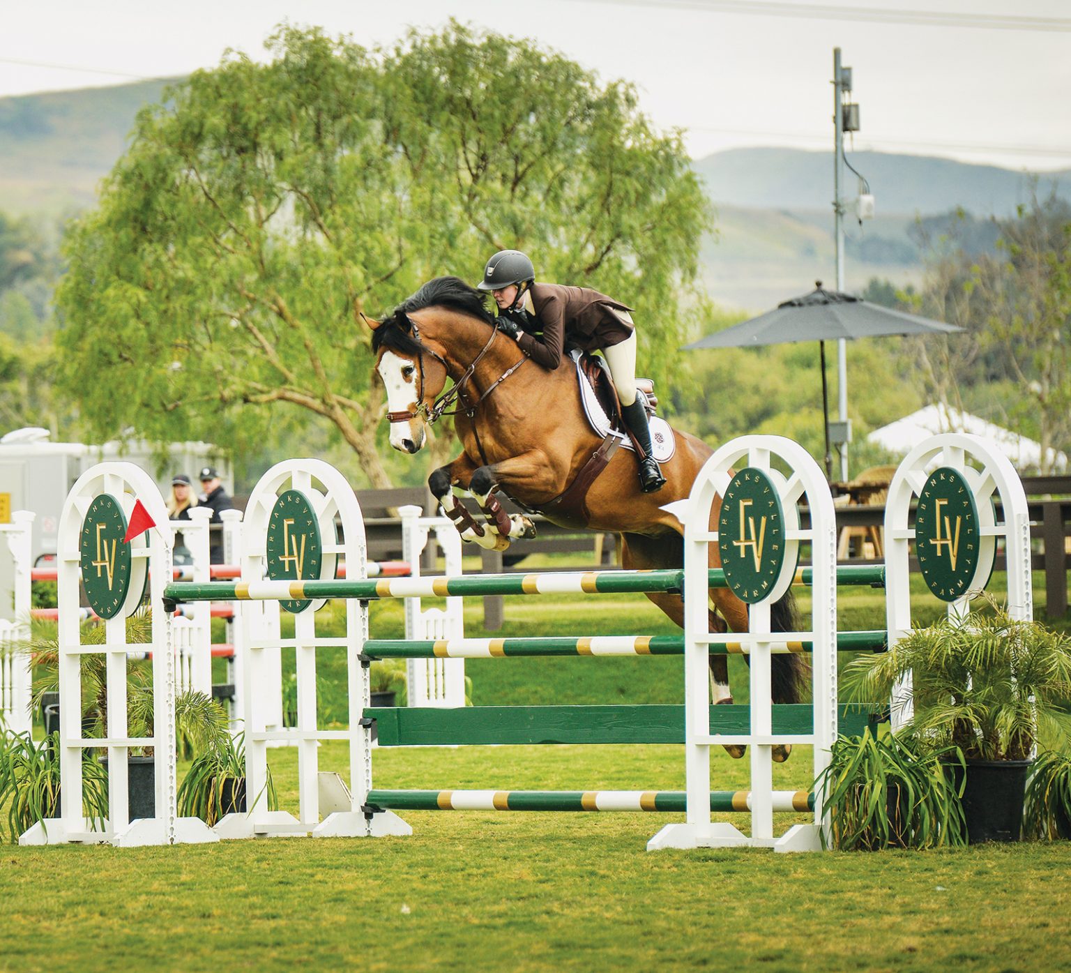 Horse Importing 101 The Plaid Horse Magazine